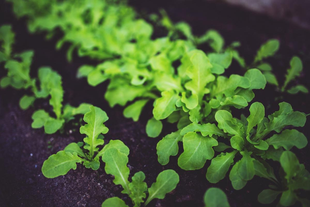 08-03-18 RIVM: eten uit eigen tuin in straal van kilometer rond Chemours risico