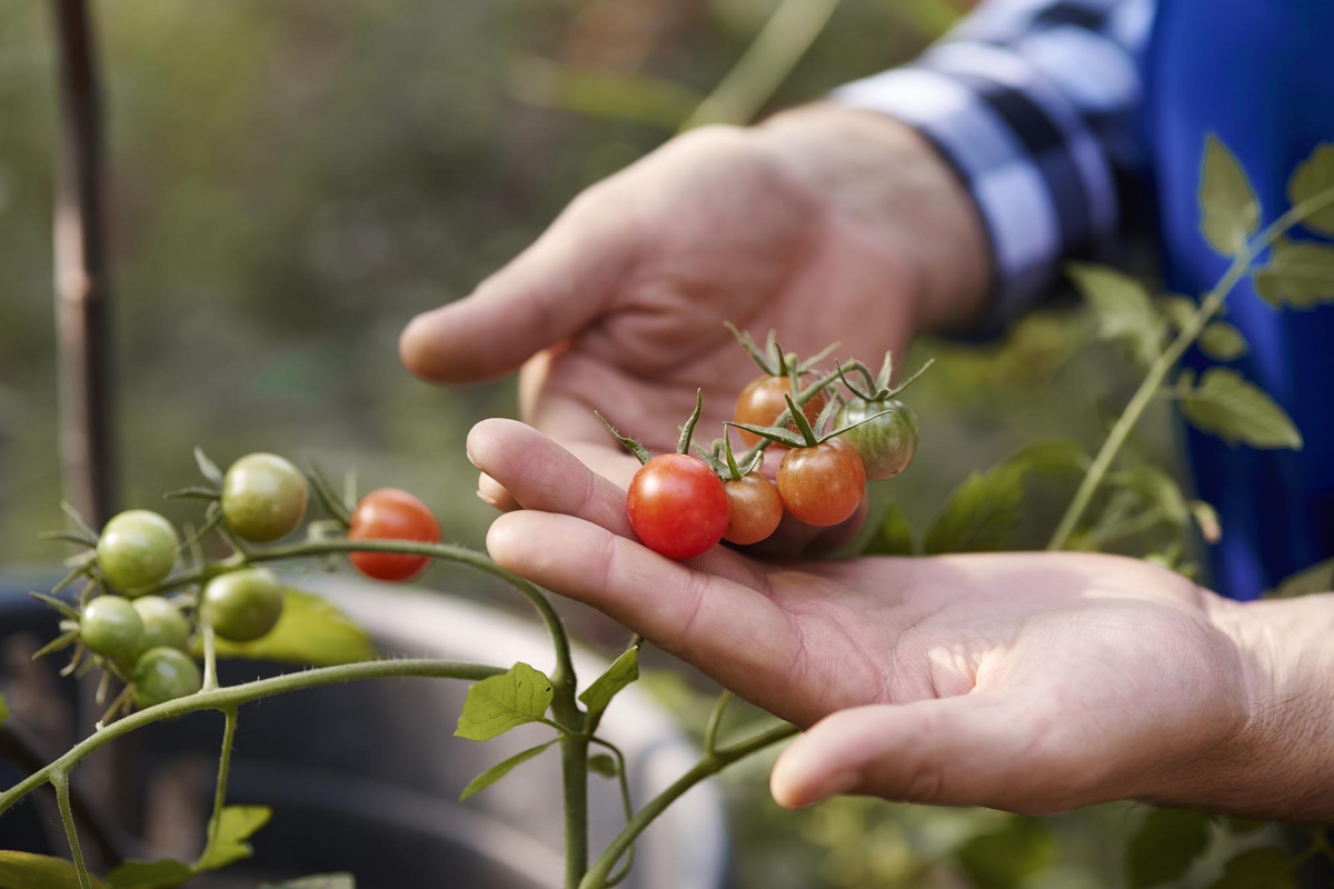 21-07-17 Ongezonde concentraties GenX en C8 op groente en fruit rond Chemours